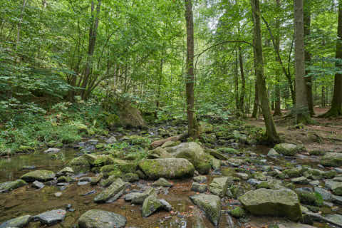 Gemeinde Waldkirchen Landkreis Freyung-Grafenau Saußbachklamm (Dirschl Johann) Deutschland FRG